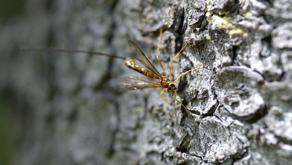 Megarhyssa vagatoria, Ichneumonidae